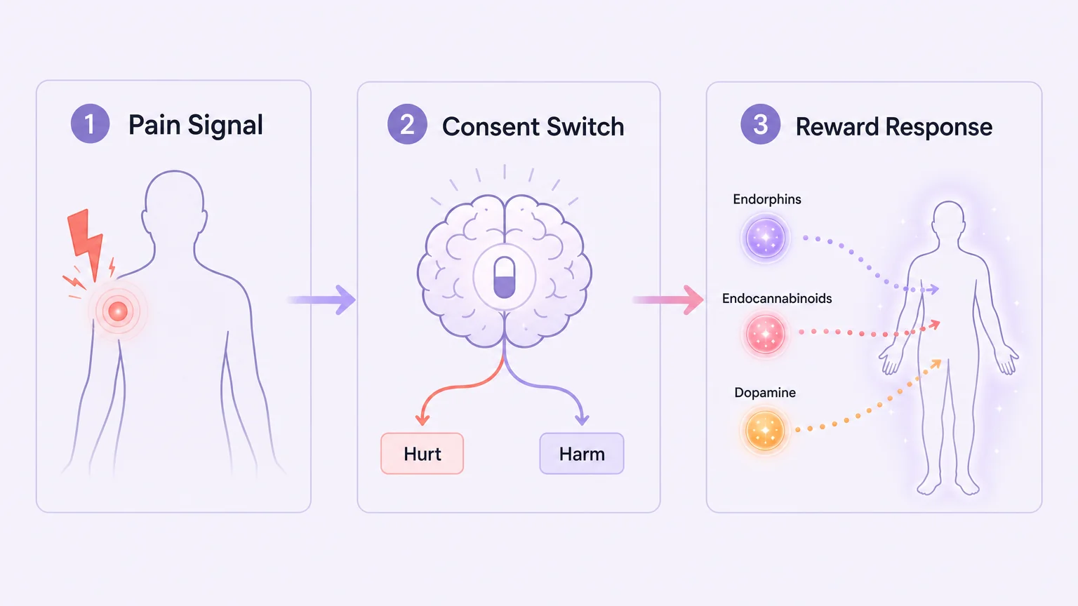 3-step diagram: Pain Signal → Consent Switch → Reward Response, showing how the brain transforms pain into pleasure