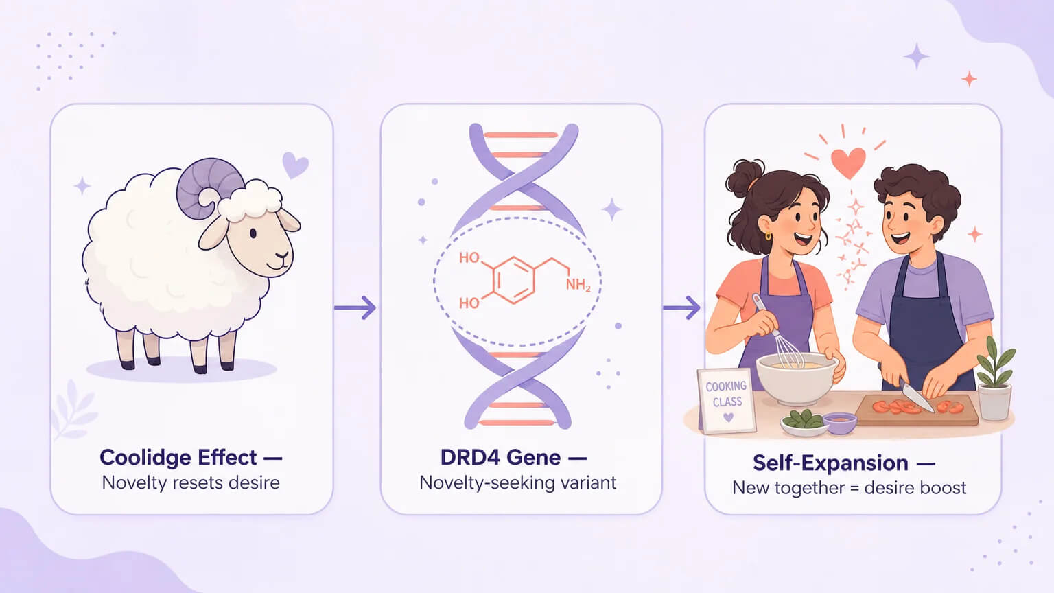 Three connected panels showing the Coolidge Effect, DRD4 gene variant, and self-expansion theory