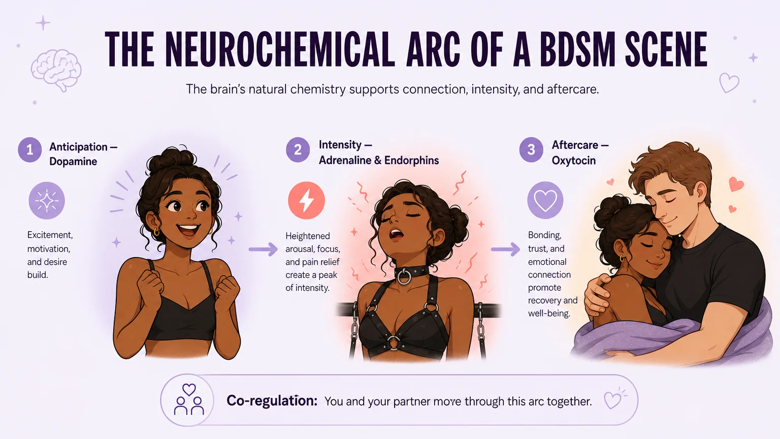 The neurochemical arc of a BDSM scene: Anticipation (Dopamine), Intensity (Adrenaline & Endorphins), Aftercare (Oxytocin)