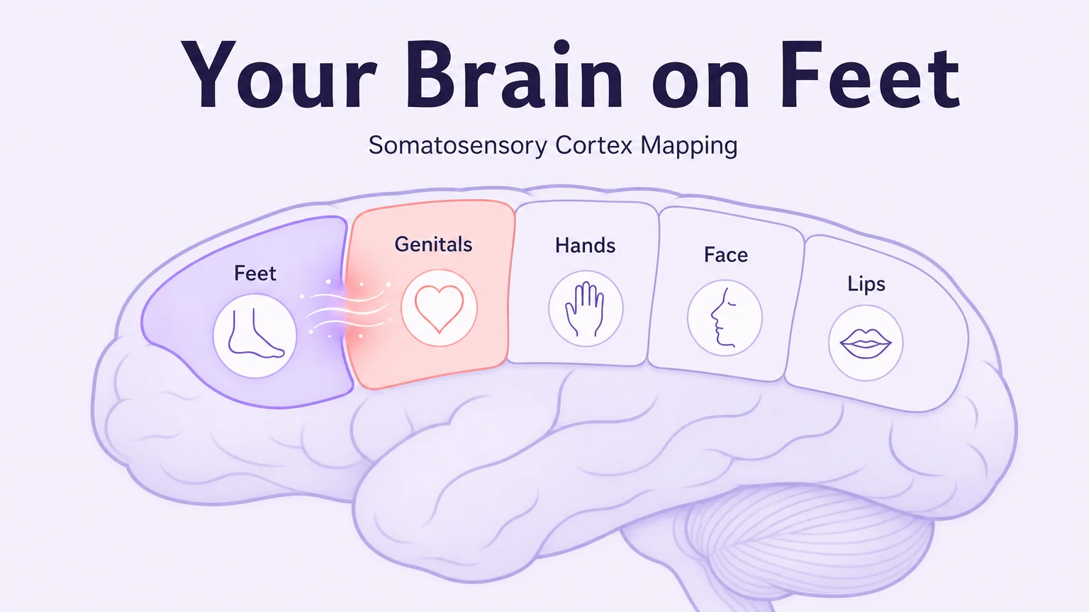 Somatosensory cortex body map showing adjacent brain regions for feet and genitals