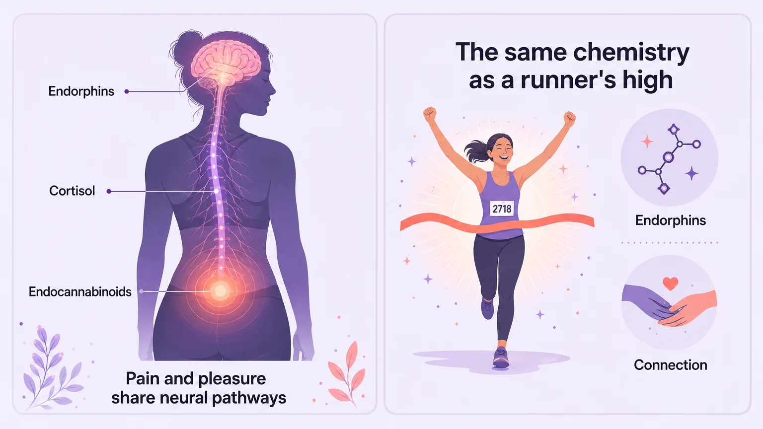 Neuroscience of BDSM — how endorphins, cortisol, and endocannabinoids create a runner's high effect